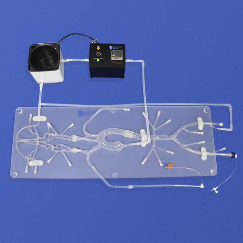 Модель кровеносных сосудов неврология - SJ001D-B - Trando 3D Medical Technology - мозговая / нерва / внутричерепная