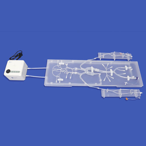 Модель кровеносных сосудов сонной артерии - SJ001D-011 - Trando 3D Medical Technology - виллизиева круга / нерва / внутричерепная