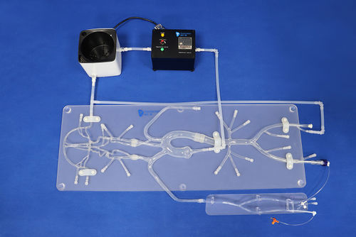 Мозговая модель кровеносных сосудов - SJ001D - Trando 3D Medical Technology - нерва / внутричерепная / виллизиева круга