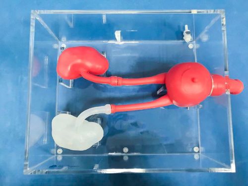 Учебный медицинский симулятор - MN-02-1 - Trando 3D Medical Technology - для уретероскопии / для хирургии / таза
