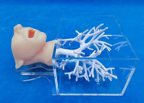 Анатомическая модель головы - ZQG-13-1 - Trando 3D Medical Technology - лицо / бронха / мини-инвазивной хирургии