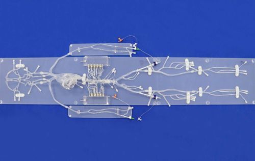 Анатомическая модель неврология - FA001D - Trando 3D Medical Technology - локтевой артерии / подмышечной артерии / сердца