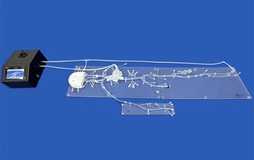 Модель кровеносных сосудов сердца - FA009D - Trando 3D Medical Technology - абдоминальная / бедренной артерии / сонной артерии