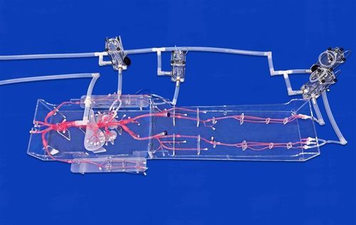 Модель кровеносных сосудов всего тела - FAX009D - Trando 3D Medical Technology - артерии / кровеносных сосудов / артерии