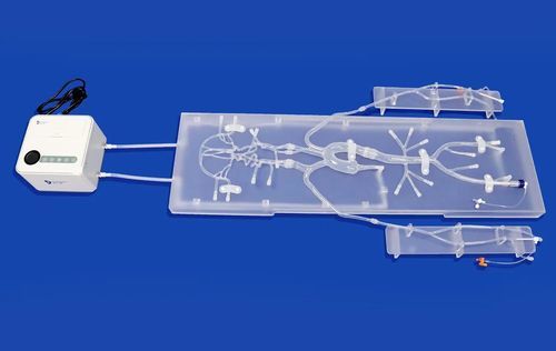 Модель кровеносных сосудов сонной артерии - SJ001D-011 - Trando 3D Medical Technology - виллизиева круга / нерва / внутричерепная