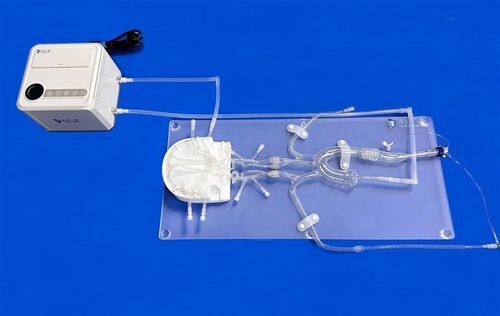 Внутричерепная модель кровеносных сосудов - FAC011D - Trando 3D Medical Technology - бедренной артерии / виллизиева круга / передней мозговой артерии