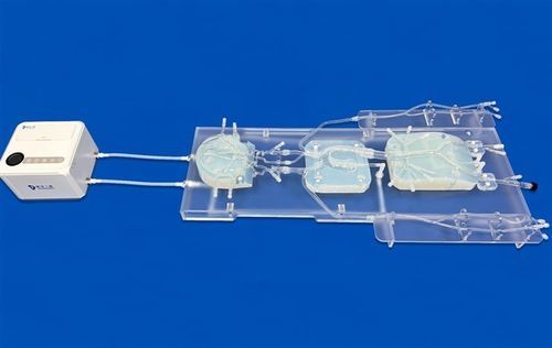 Модель кровеносных сосудов нервной системы - SJ006D - Trando 3D Medical Technology - кровеносных сосудов / внутричерепной артерии / учебная