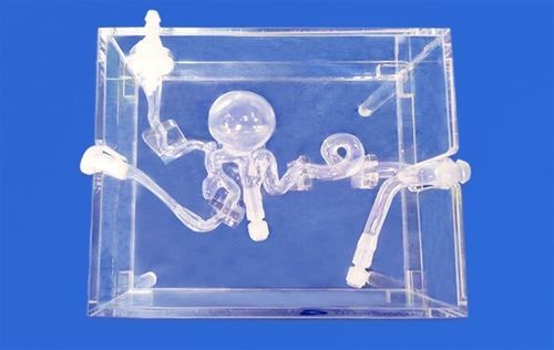 Модель кровеносных сосудов мозга - SJX014 - Trando 3D Medical Technology - мозговая / внутричерепная / артерии