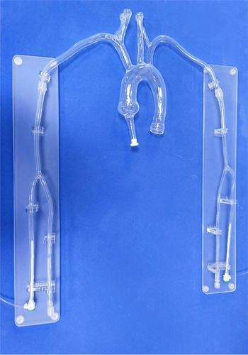 Модель кровеносных сосудов сонной артерии - XX001D1 - Trando 3D Medical Technology - кровеносных сосудов / подключичной артерии / грудной аорты