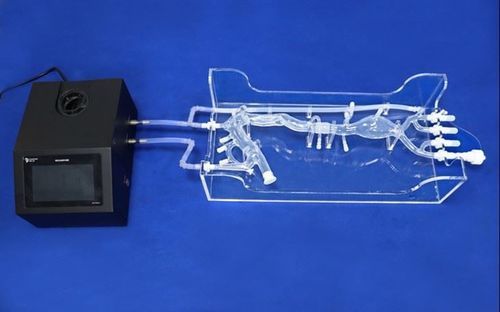 Модель кровеносных сосудов бедренной артерии - Trando 3D Medical Technology - сонной артерии / грудной аорты / для подвздошной артерии