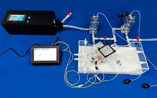 Модель кровеносных сосудов сердца - XXK005D - Trando 3D Medical Technology - для аортального клапана / бедренной артерии / кровеносных сосудов