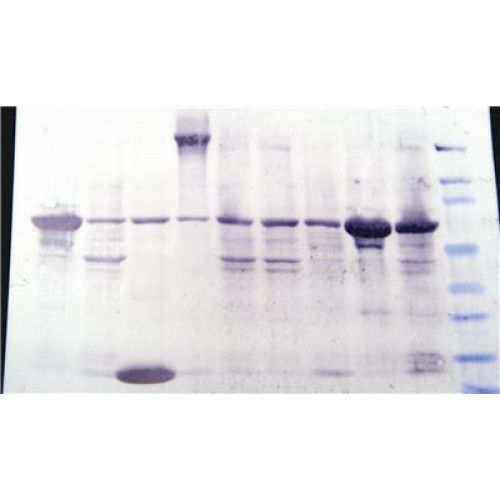 Набор реактивов краситель - 786-34 - G-BIOSCIENCES - для научных исследований / для протеинов