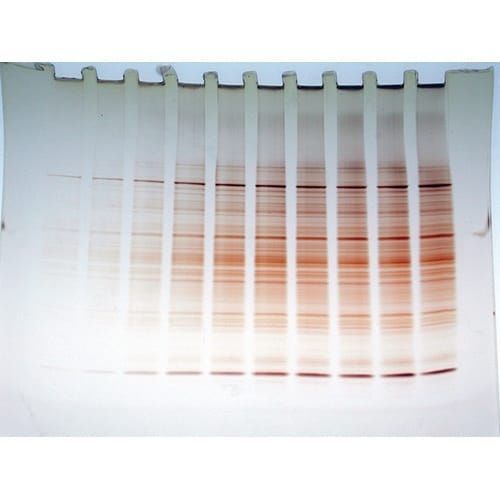 Набор реактивов красящий раствор - FASTsilver™ - G-BIOSCIENCES - для научных исследований / для протеинов / для ДНК