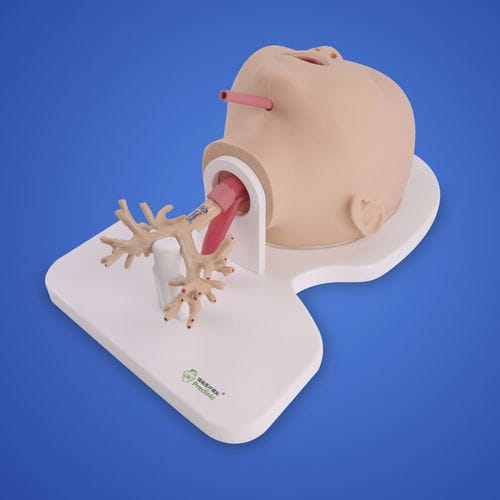 Анатомическая модель легкого - PLHX1005 - Shanghai Preclinic Medtech - бронхиальная / хирургическая / учебная