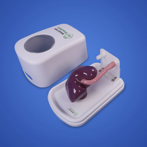 Анатомическая модель почки - Shanghai Preclinic Medtech - яичек / пениса / для урологических лечебных мероприятий