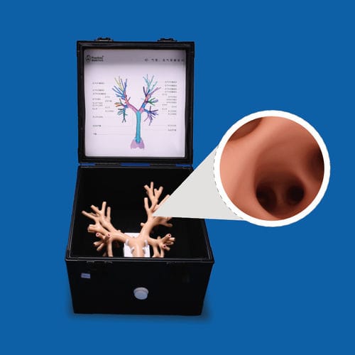 Анатомическая модель легкого - PLHX1001 - Shanghai Preclinic Medtech - бронха / трахеи / для хирургии