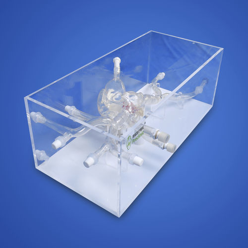 Модель кровеносных сосудов сердца - PLXG1016A - Shanghai Preclinic Medtech - артерии / вены / митрального клапана