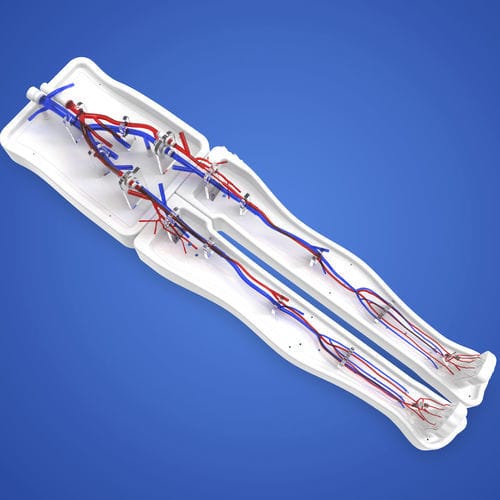 Модель кровеносных сосудов для нижних конечностей - PLWZXG005 - Shanghai Preclinic Medtech - подкожной вены / полой вены / кровеносных сосудов