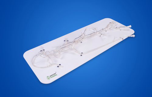 Почечная модель кровеносных сосудов - PLXG1002 - Shanghai Preclinic Medtech - внутричерепная / синусная / позвоночная