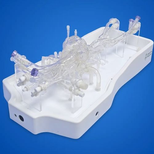 Анатомическая модель сердца - PLXZXG004B - Shanghai Preclinic Medtech - для сердца / артерии / вены