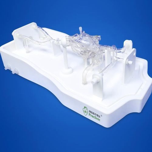 Анатомическая модель мышцы - PLXG1016B - Shanghai Preclinic Medtech - сердца / митрального клапана / полой вены