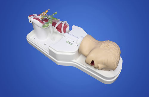 Анатомическая модель пилорус - Shanghai Preclinic Medtech - билиарная / поджелудочной железы / пищевода