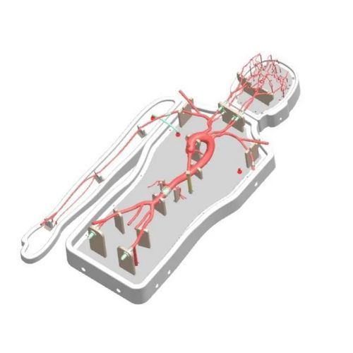 Мозговая модель кровеносных сосудов - PLSJXG001B - Shanghai Preclinic Medtech - внутричерепная / артерии головного мозга / виллизиева круга