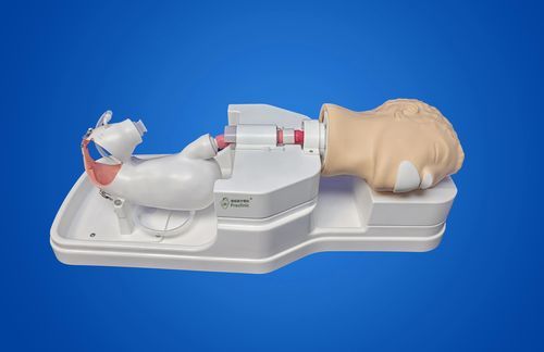 Медицинский симулятор для гастроскопии - LCWNJ004 - Shanghai Preclinic Medtech - для эндоскопии / для сечения / для эндоскопического обучения