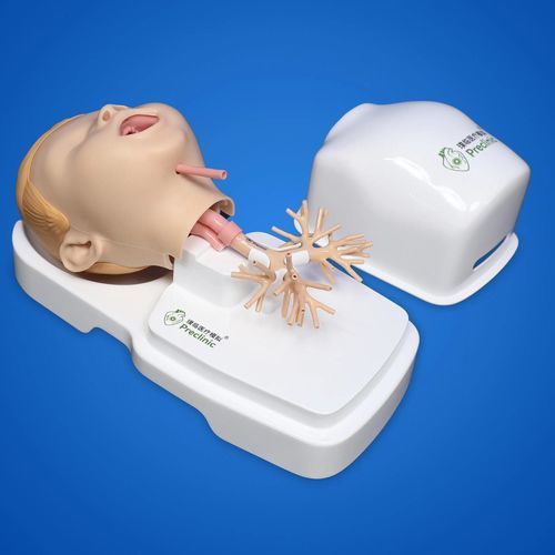 Анатомическая модель дыхательной системы - PLHX1005-B - Shanghai Preclinic Medtech - бронха / гортани / гортани