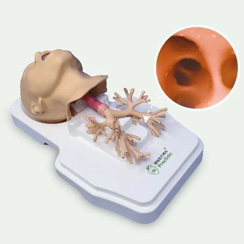 Анатомическая модель дыхательной системы - PLHX1002 - Shanghai Preclinic Medtech - легкого / бронха / бронхиальная