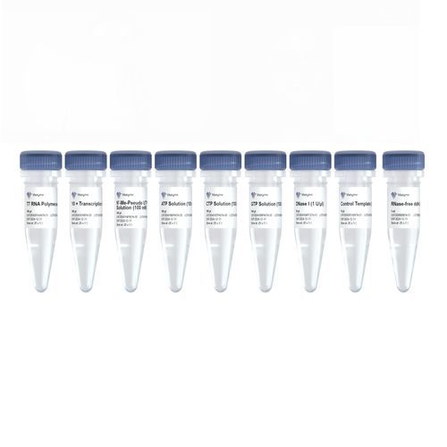 Набор реактивов в растворе - DD4202EN - Nanjing Vazyme Medical Technology Co.,Ltd - для транскрипции in vitro