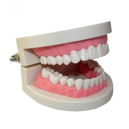 Анатомическая модель челюсти - UM-A3B 1/1 - Tangshan UMG Medical Instrument - прорезывание зубов / для гигиены полости рта / для образовательных целей