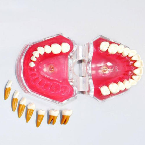 Анатомическая модель прорезывание зубов - UM-7008 - Tangshan UMG Medical Instrument - для удаления зубов / для образовательных целей / шарнирная