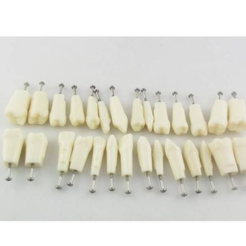 Анатомическая модель зубов - UM-C4 - Tangshan UMG Medical Instrument - для образовательных целей