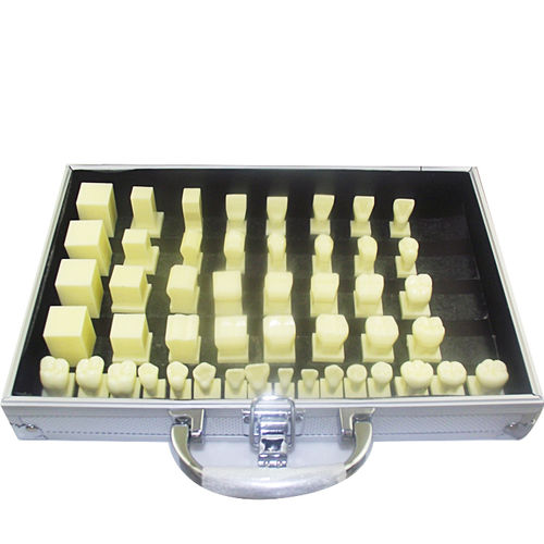 Анатомическая модель зубов - UM-D15 - Tangshan UMG Medical Instrument - для стоматологии / учебная / из полимера