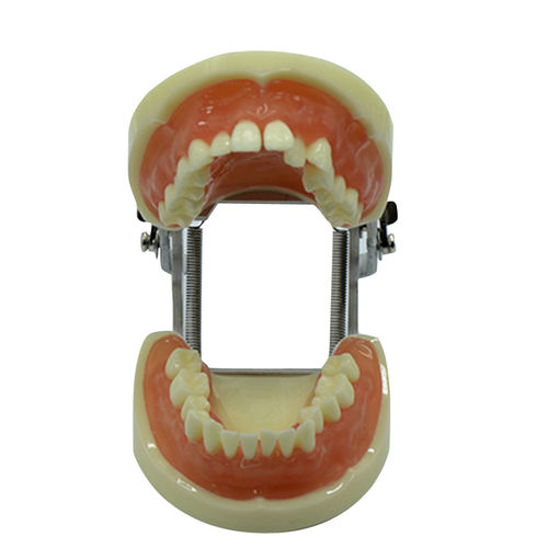 Анатомическая модель зубов - UM-8016 - Tangshan UMG Medical Instrument - прорезывание зубов / для рта / учебная