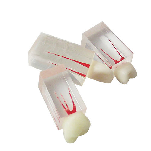 Анатомическая модель зубов - UM-LS7 - Tangshan UMG Medical Instrument - для костного мозга / корневого канала / из полимера