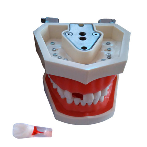 Анатомическая модель прорезывание зубов - UM-L1 - Tangshan UMG Medical Instrument - корневого канала / учебная / из полимера
