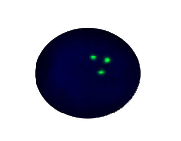 Набор для теста на брюшной тиф - CF1020 - Celnovte Biotechnology Co., Ltd. - для исследований / рак мочевого пузыря / для онкологии