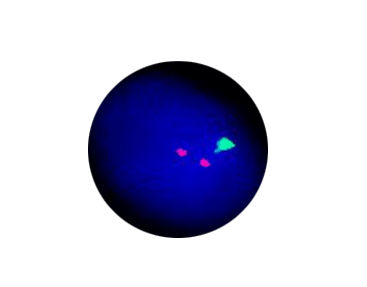 Набор для теста для генетических мутаций - CF1128 - Celnovte Biotechnology Co., Ltd. - на брюшной тиф / для исследований / на раковые опухоли