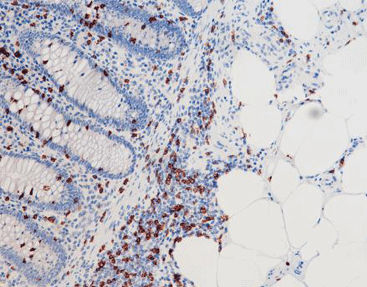 Реактив красящий раствор - CCM-0374 - Celnovte Biotechnology Co., Ltd. - антитела / краситель / ткани