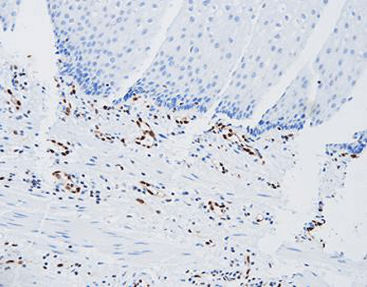 Реактив красящий раствор - CER-0071 - Celnovte Biotechnology Co., Ltd. - антитела / краситель / ткани