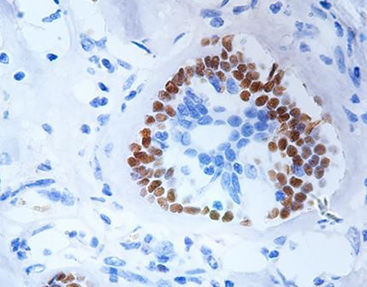 Реактив красящий раствор - CPM-0160 - Celnovte Biotechnology Co., Ltd. - антитела / краситель / для цитологии