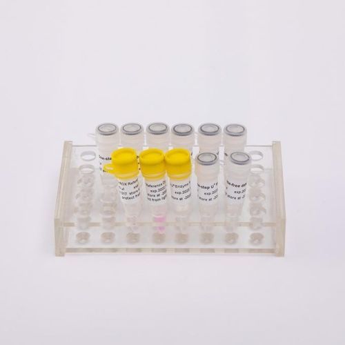 Реактив Taq-полимераза - V5001 - Guangzhou Dongsheng Biotech Co., Ltd. - обратная транскриптаза / для исследований / для ОТ-ПЦР