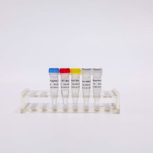Набор реактивов обратная транскриптаза - R1031 - Guangzhou Dongsheng Biotech Co., Ltd. - краситель / для RT-PCR / для qPCR