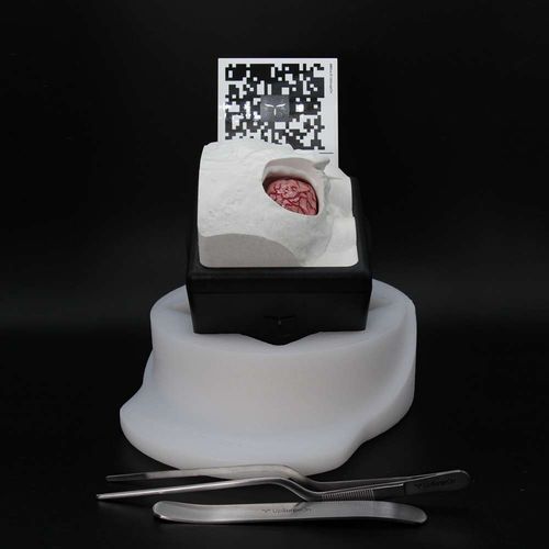 Учебный медицинский симулятор - RetrosigmoidBox - UpSurgeOn - хирургический / для нейрохирургии / анатомический
