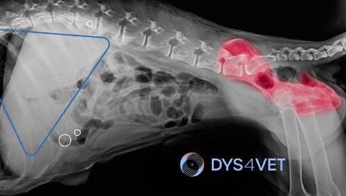 Ветеринарное программное обеспечение - DYS4VET 25 - Blue Surgical Instruments - для бедра / с поддержкой ИИ