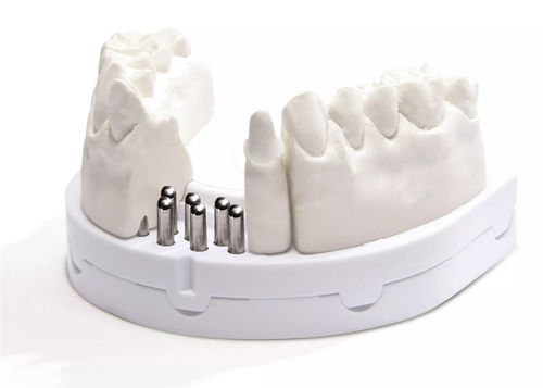Анатомическая модель прорезывание зубов - optibase exclusiv  - Dentona AG - для имплантологии / для обучения