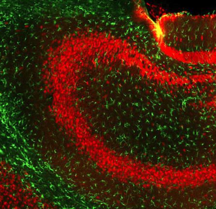 Реактив IgG - GT22107 - Neuromics - для научных исследований / для вестерн-блоттинга / для иммуногистохимии