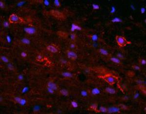 Реактив IgG - RA14133 - Neuromics - для научных исследований / для иммуногистохимии / для иммунофлюоресценции